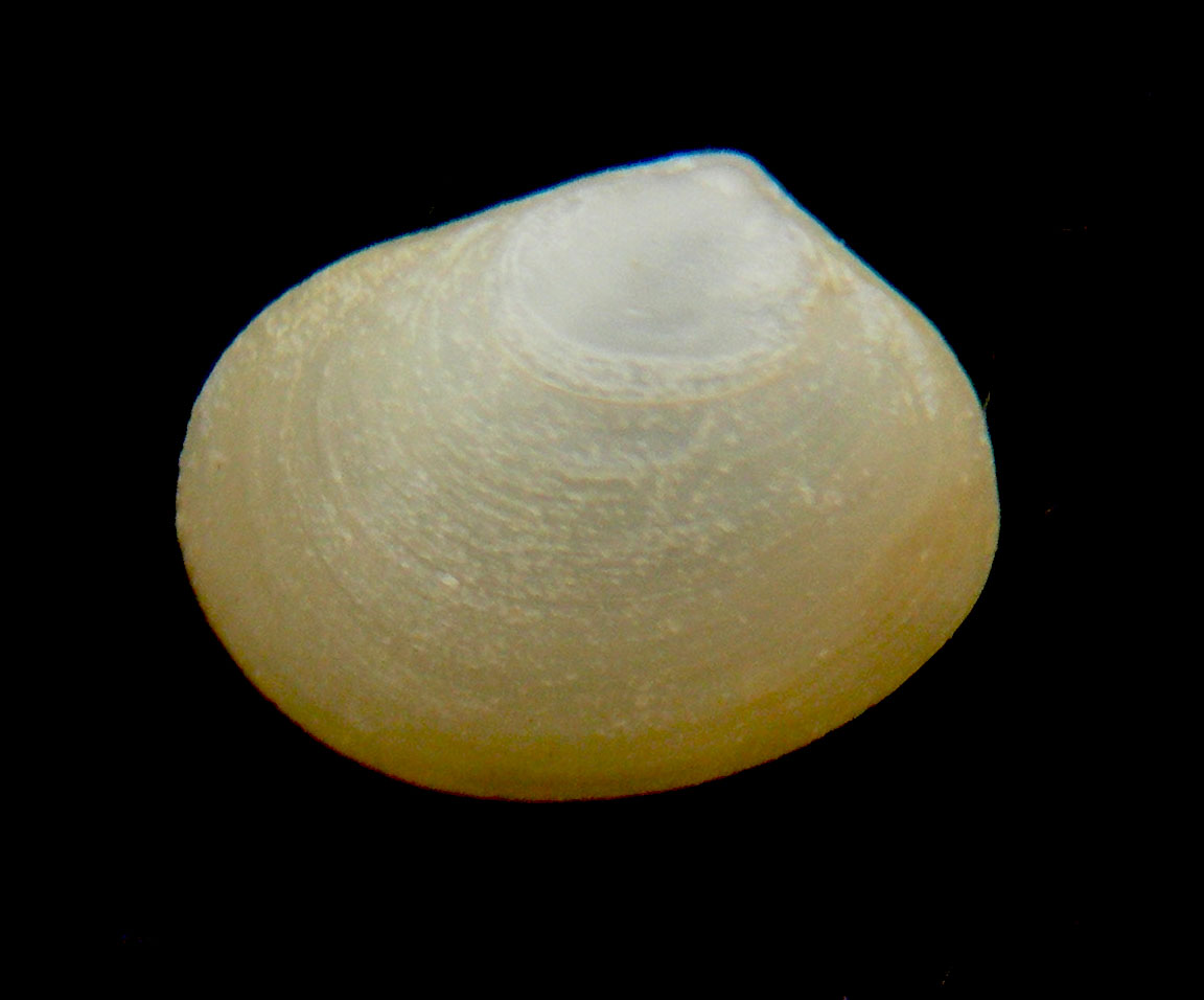 Kurtiella triangularis